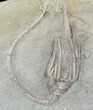 Pair Of Detailed Macrocrinus Crinoid Fossils - Indiana #52931-2